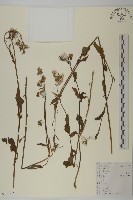 霍香薊藏品圖，第1張