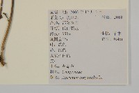 霍香薊藏品圖，第2張