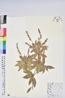 小果南燭藏品圖，第1張