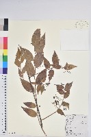 滇白珠藏品圖，第1張