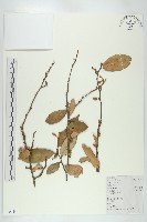 胡頹子藏品圖，第1張