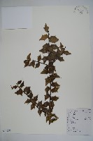 貓兒刺藏品圖，第1張