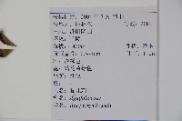 貓兒刺藏品圖，第2張