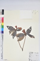 鹿角杜鵑、西施花、青紫木藏品圖，第1張