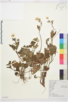 毛茛藏品圖，第1張