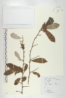 宜昌胡頹子藏品圖，第1張