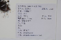 秋海棠藏品圖，第2張