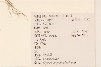 野茼蒿藏品圖，第2張