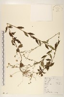 雞兒腸藏品圖，第1張