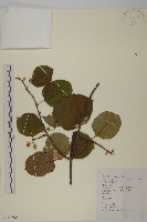 南蛇藤藏品圖，第1張