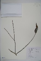 厚葉冬青藏品圖，第1張