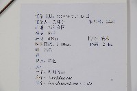 厚葉冬青藏品圖，第2張