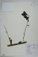 鼠李冬青、滿樹星藏品圖，第1張