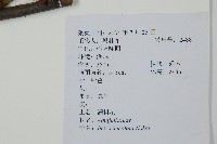 鼠李冬青、滿樹星藏品圖，第2張