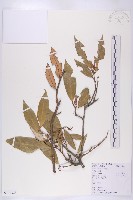 胡頹子藏品圖，第1張