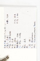 胡頹子藏品圖，第2張