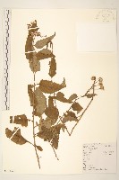 蔓黃菀藏品圖，第1張