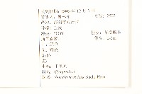 蔓黃菀藏品圖，第2張