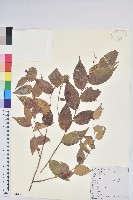 滇白珠藏品圖，第1張