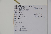 鐵冬青藏品圖，第2張