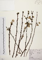 墨點櫻桃、黑星櫻藏品圖，第1張