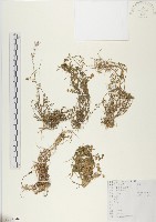 碎米薺藏品圖，第1張