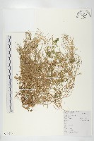 碎米薺藏品圖，第1張