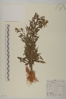 加拿大蓬藏品圖，第1張