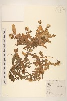 蒲公英藏品圖，第1張