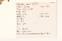 蒲公英藏品圖，第2張