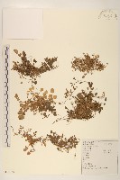 稻槎菜藏品圖，第1張