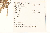 稻槎菜藏品圖，第2張