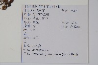 附地菜藏品圖，第2張