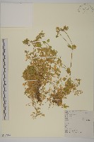 繁縷藏品圖，第1張