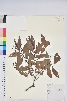 米飯花藏品圖，第1張