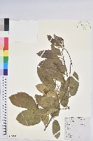 茅栗藏品圖，第1張