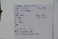 接骨木，木蒴藋藏品圖，第2張