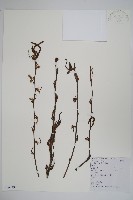 鵝耳櫪藏品圖，第1張