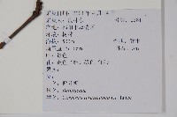 鵝耳櫪藏品圖，第2張