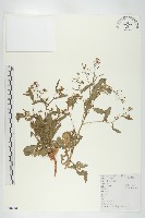 葶藶藏品圖，第1張