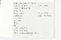 葶藶藏品圖，第2張