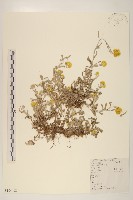 鼠麴草藏品圖，第1張