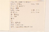 鼠麴草藏品圖，第2張