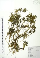 老鸛草藏品圖，第1張