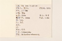 塊根向日葵藏品圖，第2張