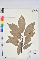 青剛櫟、鐵椆藏品圖，第1張