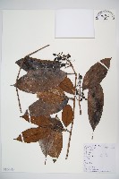 短序莢迷藏品圖，第1張