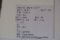 短序莢迷藏品圖，第2張