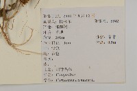 杓兒菜藏品圖，第2張