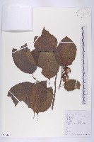 油柿藏品圖，第1張